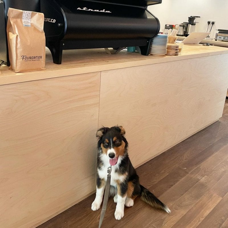 A dog sits inside a coffee shop