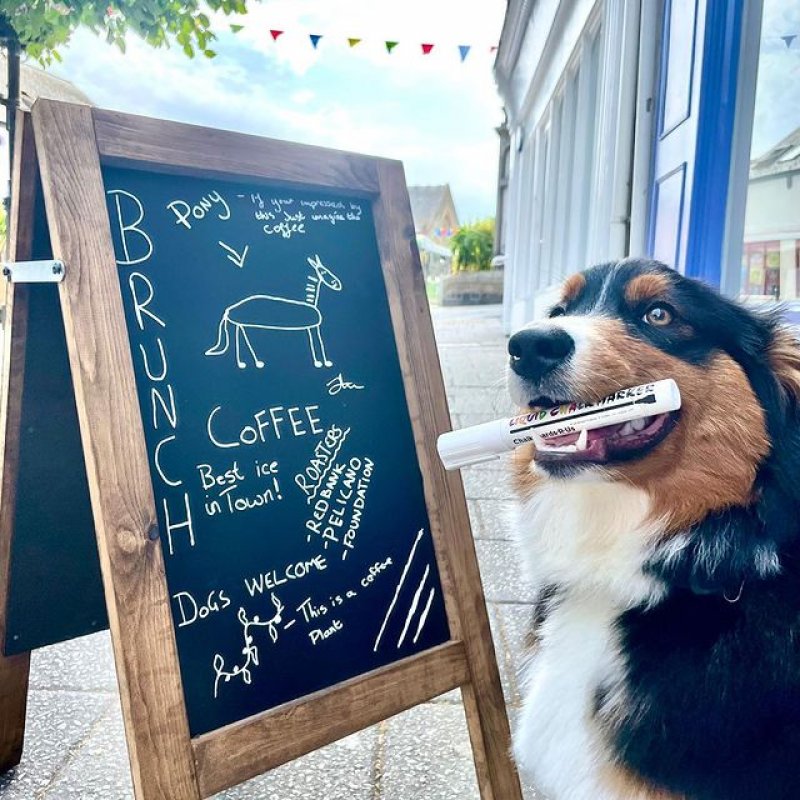 A dog sits by a chalkboard with a piece of chalk in its mouth