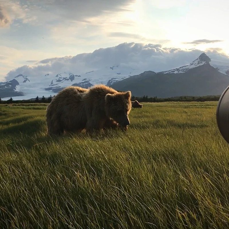 Camera filming a bear in Alaska