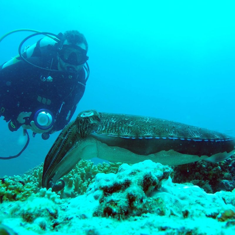 Diver filming under water
