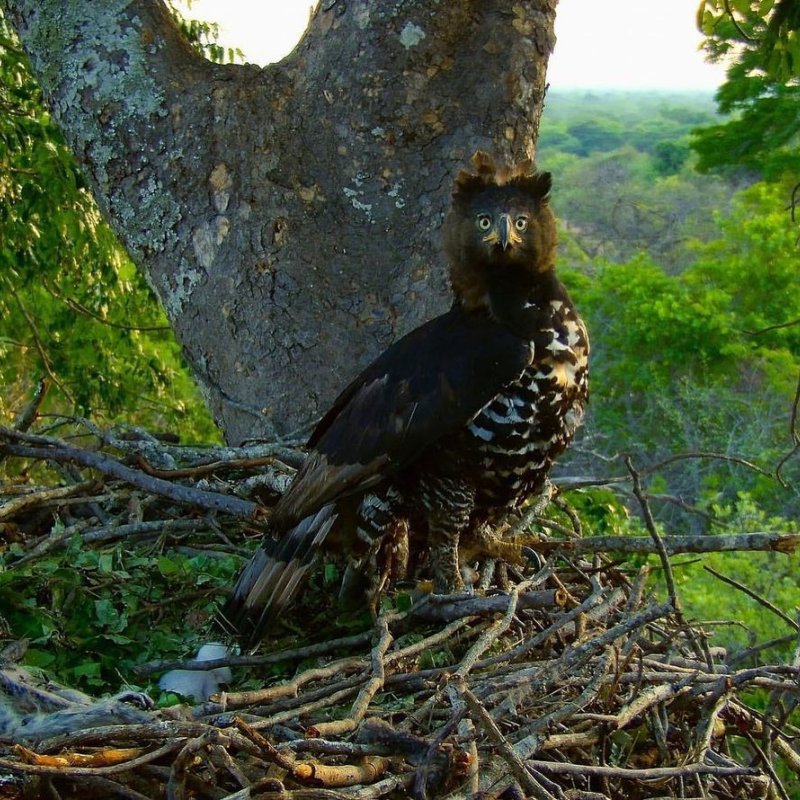 Eagle in a nest
