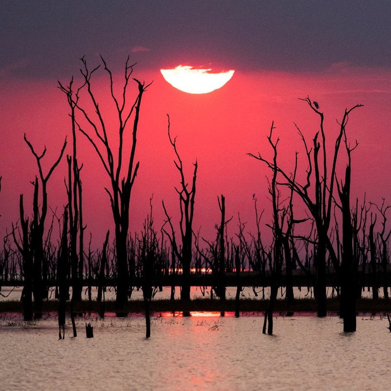 Red sunset behind trees