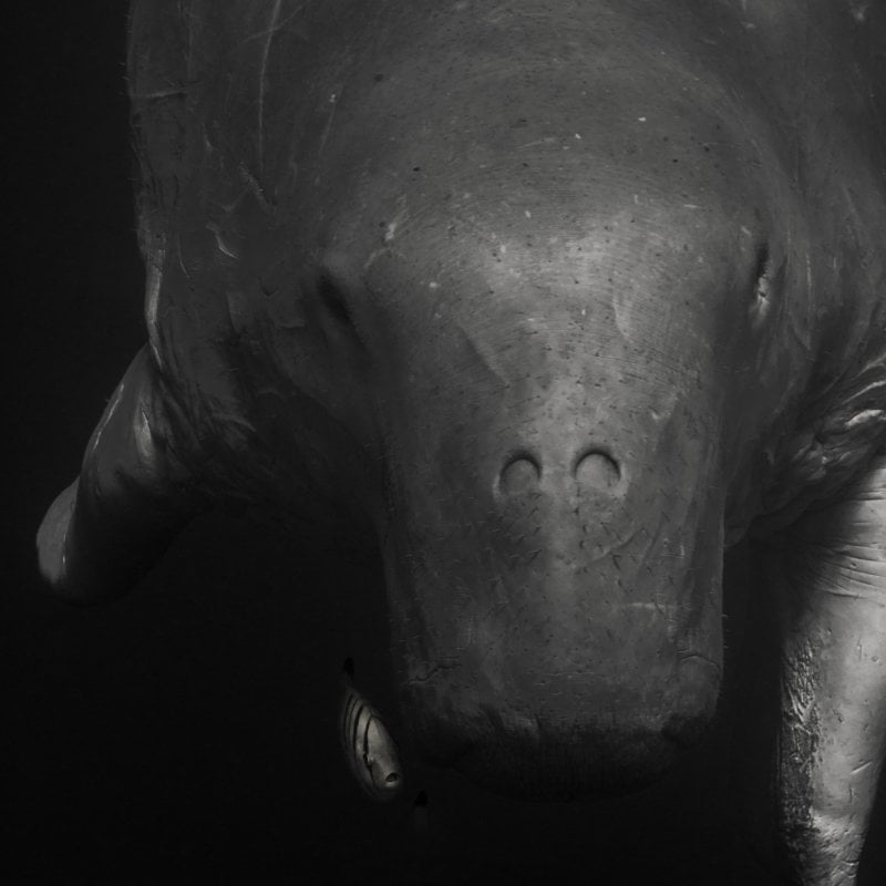 Black and white underwater photo of a manatee up close.