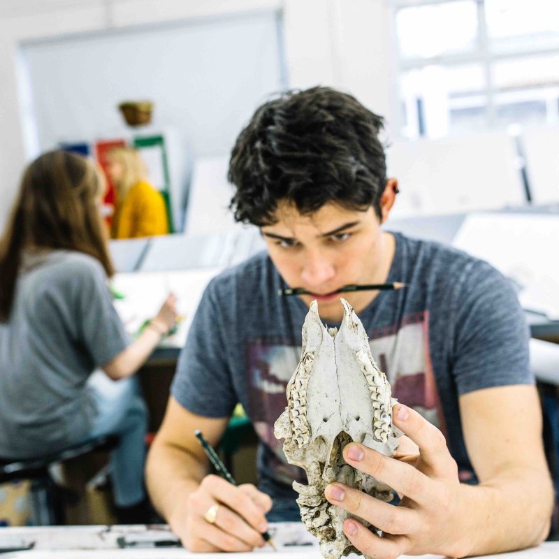 Drawing student sketching skull