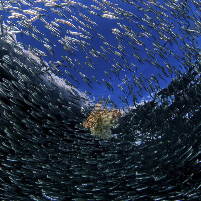 Underwater photography of a Lionfish surrounded by a swarm of Silversides.