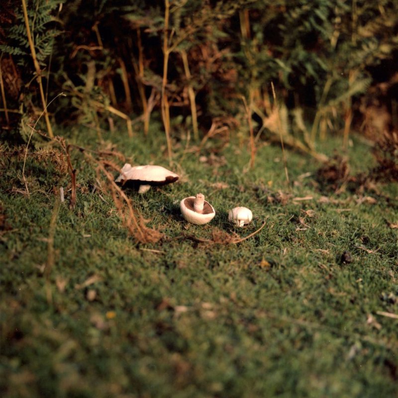 Mushrooms in a green bank