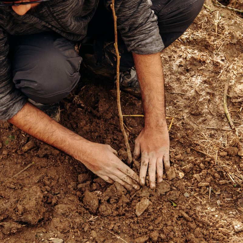 Close up of volunteer planting tree in the ground during Falmouth University's community tree planting event