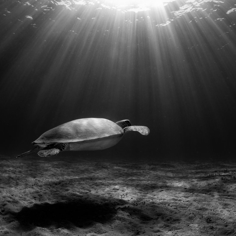 Black and white underwater photo of a turtle swimming along the seabed with sunlight breaking through the water's surface.