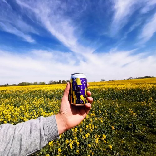 A can of Lacuna IPA is held in front of a field on a sunny day