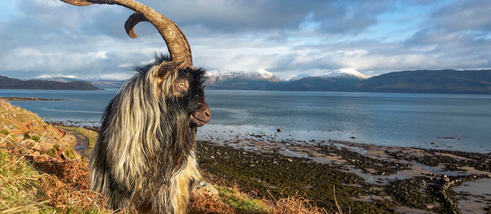 Photograph of a sheep with big horns with the sea and mountains in the background