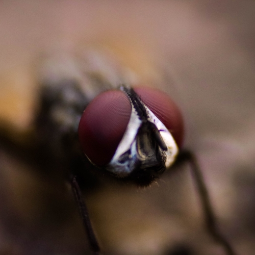close up image of a fly