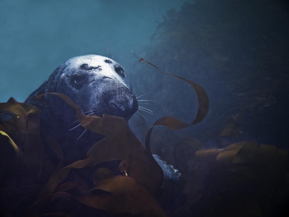 Marine & Natural History Photography BA(Hons) Falmouth University