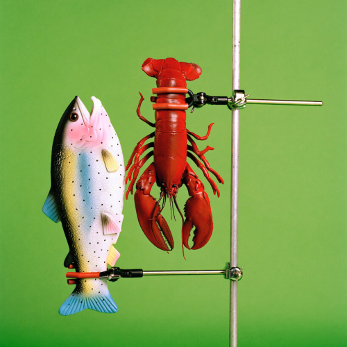 Plastic fish and lobster held in clamps on a green background.