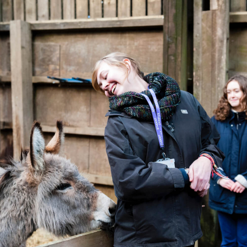 Donkey nudging Falmouth University student with its nose