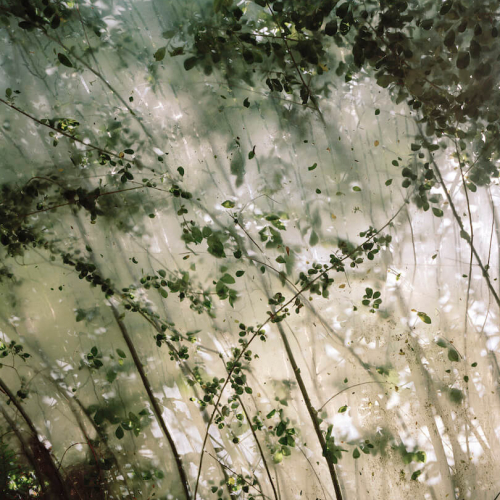 sunlight coming through tall branches with leaves